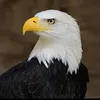userhjgolvtxq0