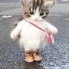 pusssnbootss