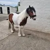 ticketyboop1