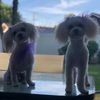 lukeandbella