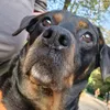 princesse_la_rott