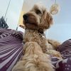 milo_the_cockapo0