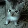 catsy19_