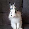 pelusin 🐰