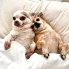 2fatchihuahuas