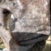 claire.the.eqestrian