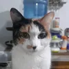 dgzybb