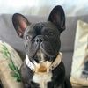 kylo_the_frenchie