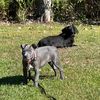 puppinwithmypups