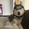 louchi23