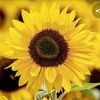 sunflowers_cats1