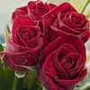 fatemaamad19