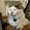 purrtery