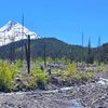 mokh_oregon