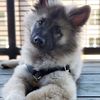 mellowthekeeshond