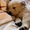 potatodumplink