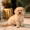 cutepatooter