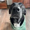 easy_thedog