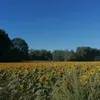 raaesco