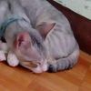 ariana_1478