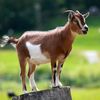 goat_._._._
