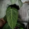 anhcuc_1804