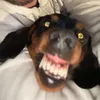 gautier_c