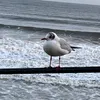 seasideguy69