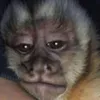 macaquinhoooo0