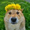 songoshiba