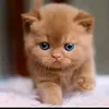 rahaf1614
