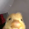 rapsidapsi
