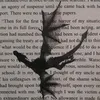 4_merula_8