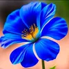 linahassna