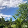 hgayur