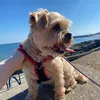 jaspersandypaws