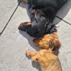 theo.ernie.2.miniwieners
