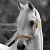 chahedmimi1