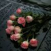 yv_977