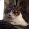 catladysue2727