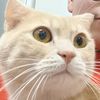 .mr.catara