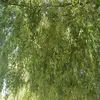 _bussi_12