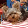 zzzzinonon