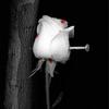 shamsel2seel