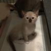 kikialue