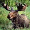 thesaltymoose