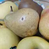 perenkenhr