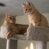 catlife_401