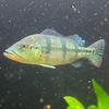 monsterfishkeeper06