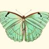 papillion026